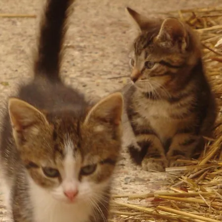 Daire Bauernhof Urlaub Nr 3 - 5-personen